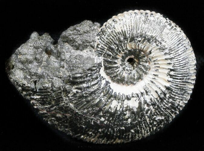 Iridescent Ammonite (Kosmoceras) Fossil - Russia #34612